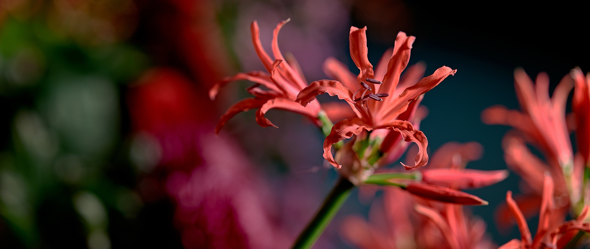 /media/ud2ppiug/quino-damen-amersfoort-bloemen-boeket-binden_slider-03a-d2.jpg